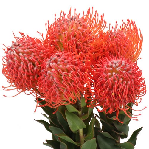 LEUCOSPERMUM CRIMSON