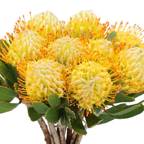 LEUCOSPERMUM CUNEIFORME