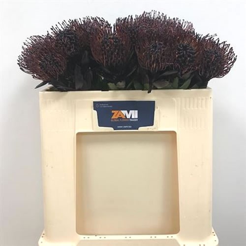 LEUCOSPERMUM DYED AUBERGINE
