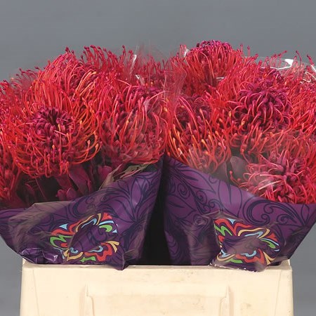 LEUCOSPERMUM DYED CERISE