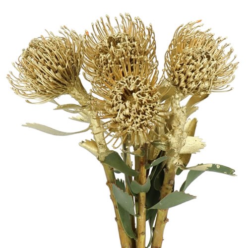 LEUCOSPERMUM DYED GOLD