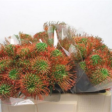 LEUCOSPERMUM DYED GREEN