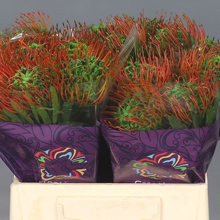 LEUCOSPERMUM DYED GREEN