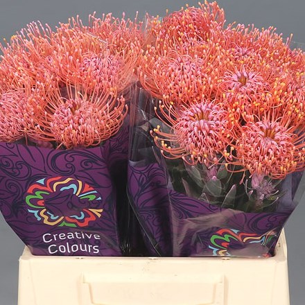 LEUCOSPERMUM DYED HOT PINK