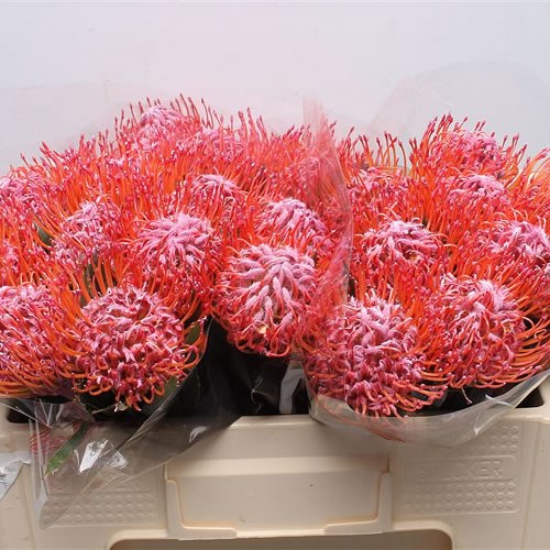 LEUCOSPERMUM DYED PINK