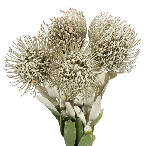 LEUCOSPERMUM DYED PLATINUM