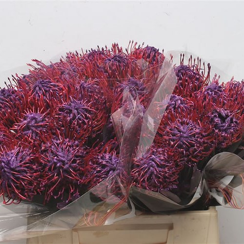 LEUCOSPERMUM DYED PURPLE
