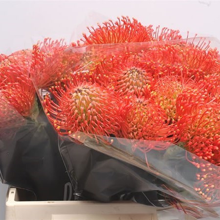 LEUCOSPERMUM EMILY