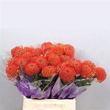 LEUCOSPERMUM GOLD DUST