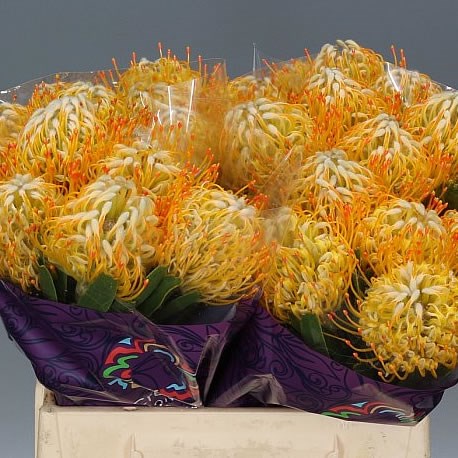 LEUCOSPERMUM GOLDIE