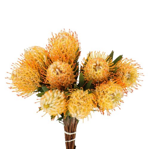 LEUCOSPERMUM GOLDIE