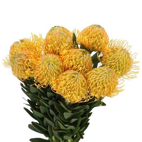 LEUCOSPERMUM HAW CATHERINA