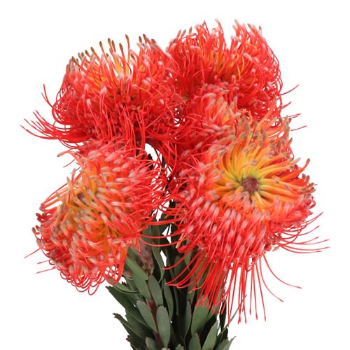 LEUCOSPERMUM ITO