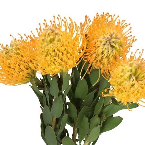 LEUCOSPERMUM JELENA