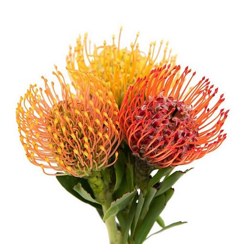 LEUCOSPERMUM MIX
