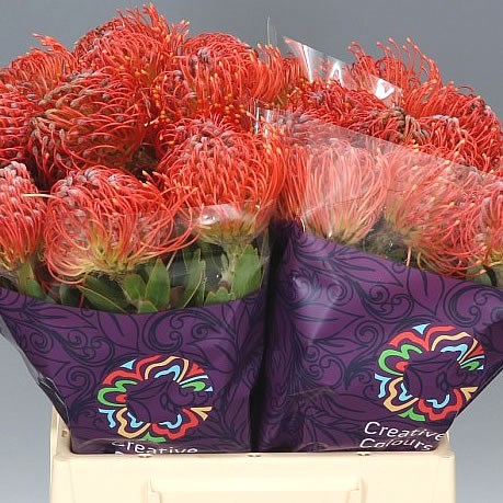 LEUCOSPERMUM CRIMSON