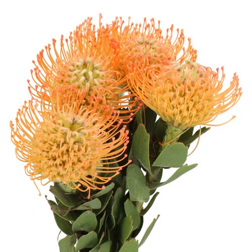 LEUCOSPERMUM NIKKI UMALI