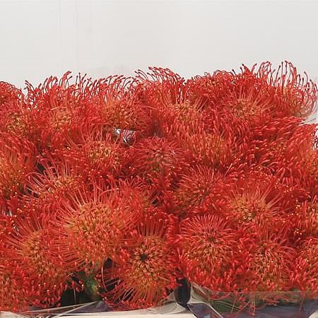 LEUCOSPERMUM EMILY