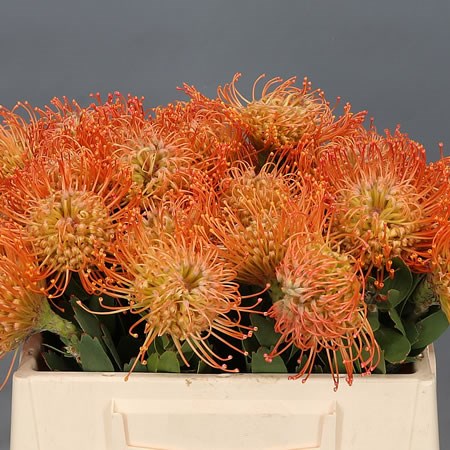 LEUCOSPERMUM QUEEN JULIA