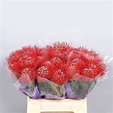 LEUCOSPERMUM RIGOLETTO