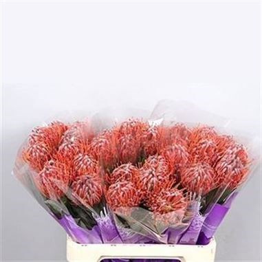 LEUCOSPERMUM SCARLET RIBBON