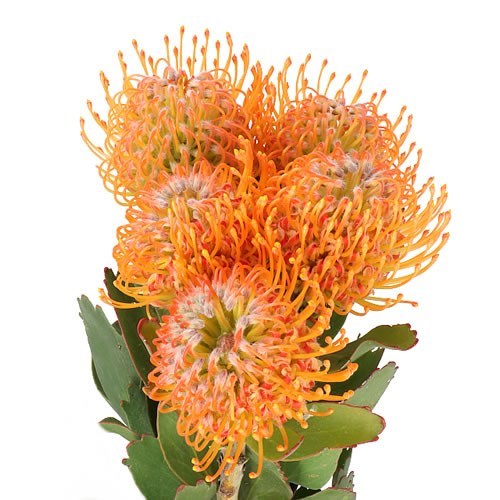 LEUCOSPERMUM SOLEIL