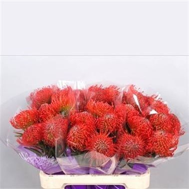 LEUCOSPERMUM SUCCESSION