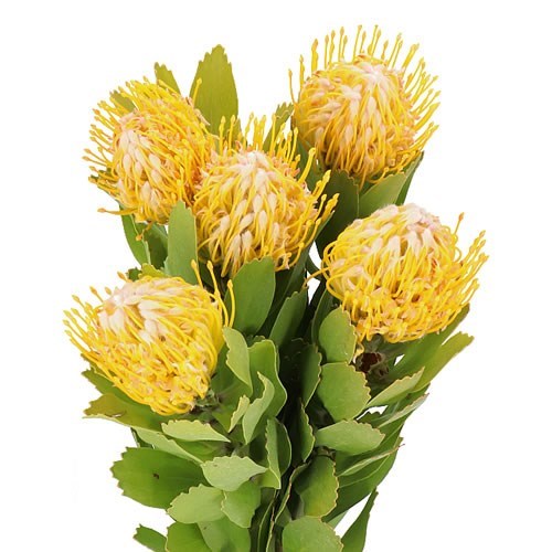 LEUCOSPERMUM SUPER GOLD
