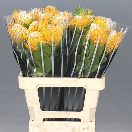 LEUCOSPERMUM SUPER GOLD