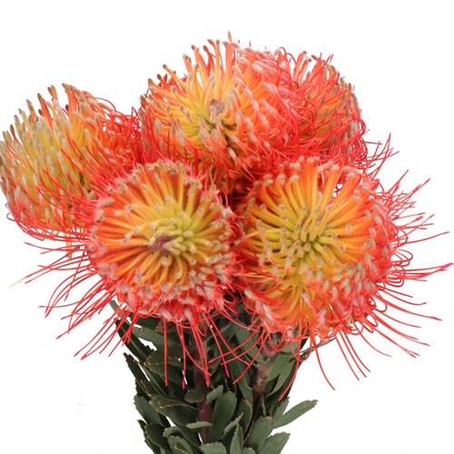 LEUCOSPERMUM TUTU