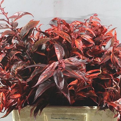 LEUCOTHOE ABSORBED RED