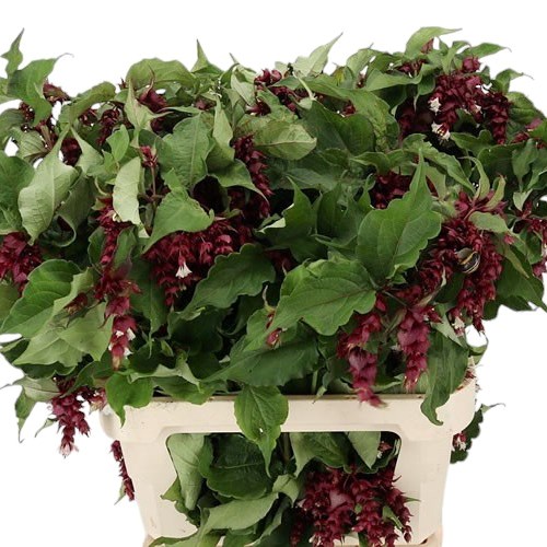 LEYCESTERIA PURPLE RAIN