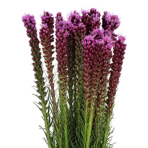 LIATRIS SPICATA CALLILEPIS