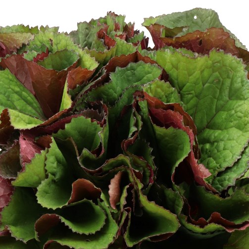 LIGULARIA DESDEMONA