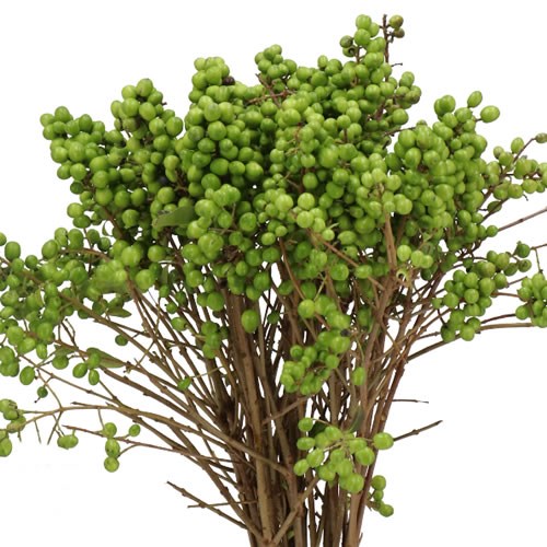 LIGUSTRUM GREEN BERRY