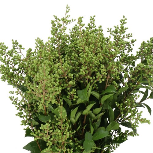 LIGUSTRUM LIBELLE GREEN