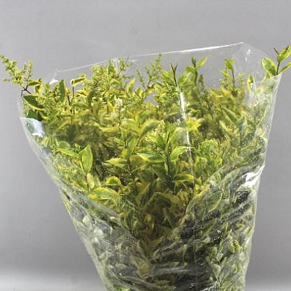 LIGUSTRUM VARIEGATED