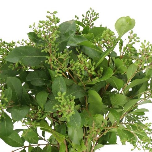 LIGUSTRUM WINTER JEWEL