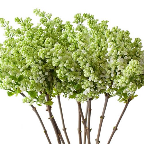 LILACS MADAME FLORENT STEPMAN - 4 HDS