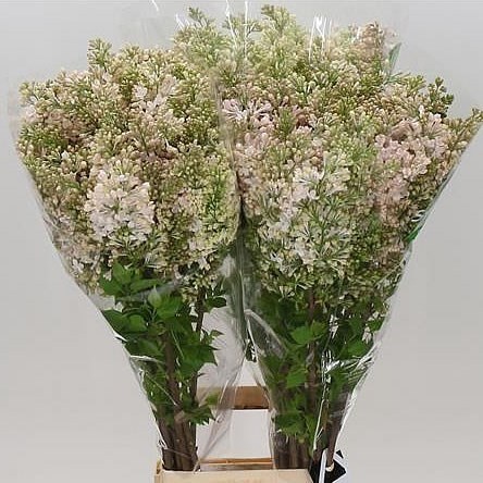 LILACS MAIDEN'S BLUSH - 2 BUDS
