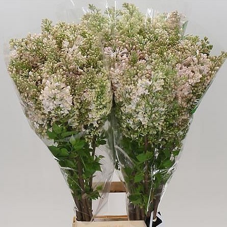 LILACS MAIDEN'S BLUSH - 2 BUDS
