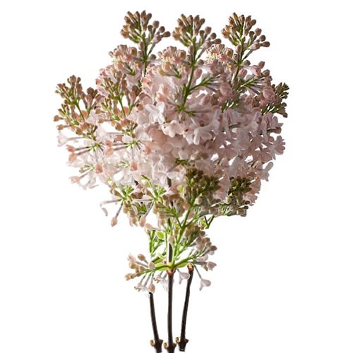 LILACS MAIDEN'S BLUSH - 4 BUDS