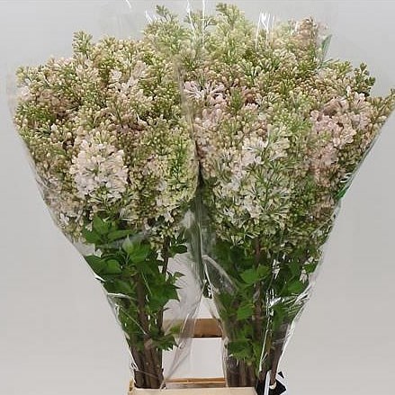 LILACS MAIDEN'S BLUSH - 4 BUDS