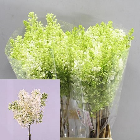 LILACS PRIMROSE - 2 BUDS