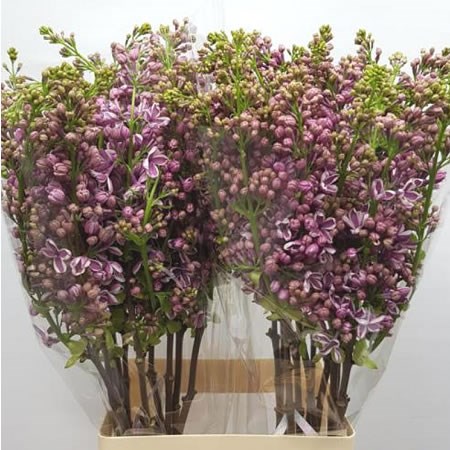 Lilacs Vulg Sensation 4 Buds 70cm Wholesale Dutch Flowers Florist Supplies Uk