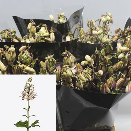 LILY ALBIFLORUM