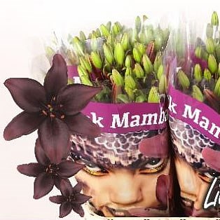 LILY ASIATIC BLACK MAMBA