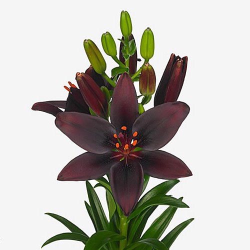 LILY ASIATIC DARK SECRET