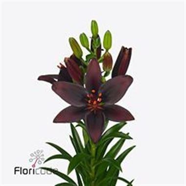 LILY ASIATIC DARK SECRET