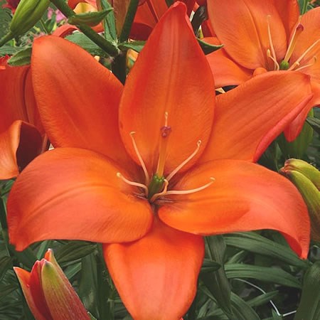 LILY ASIATIC EASY LOVE